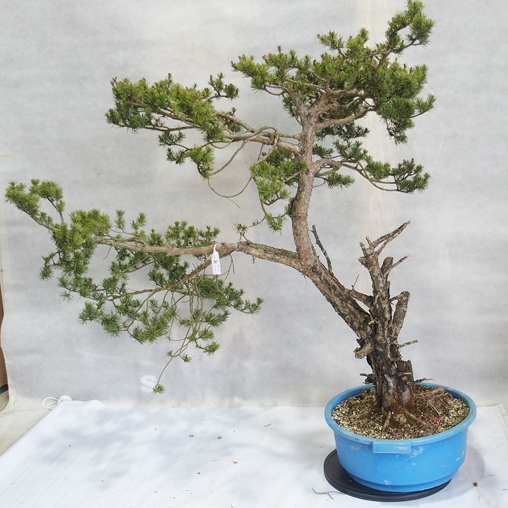 Yamadori - Pinus sylvestris 
