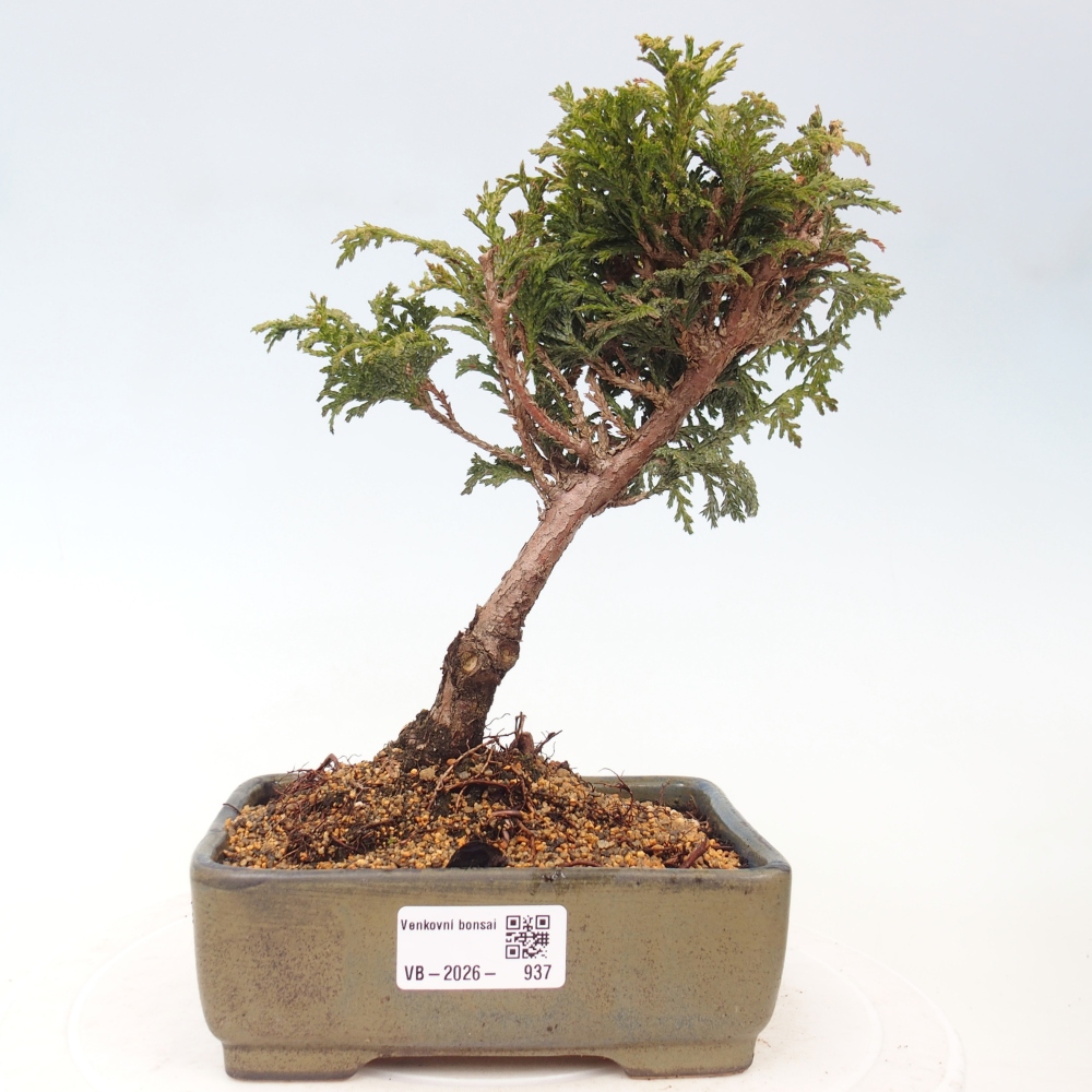 Outdoor bonsai - Cham.pis Parslori - Cypress