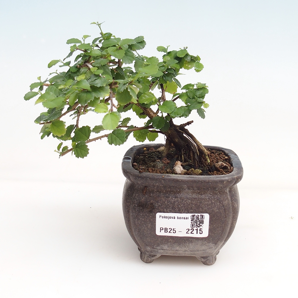 Indoor bonsai - Grewia sp. - Small-leaved Grewie