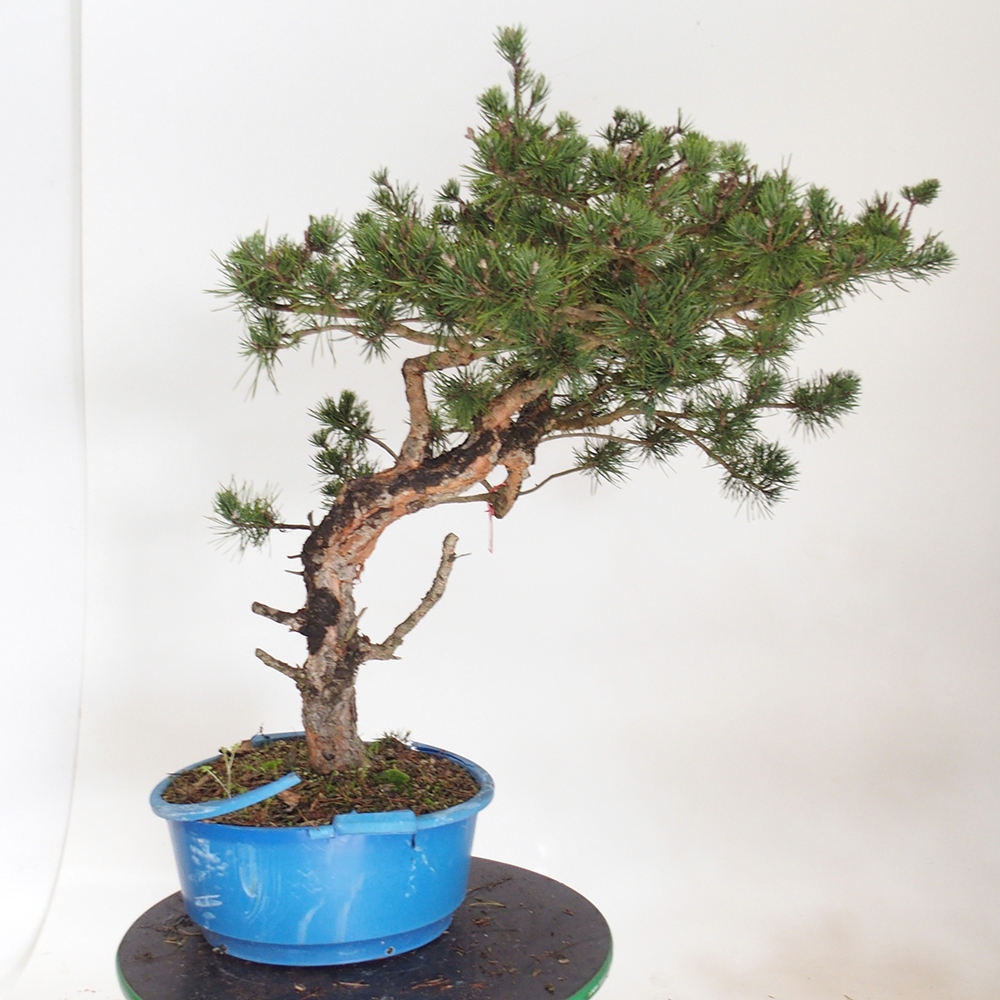 Yamadori - Pinus sylvestris Spain