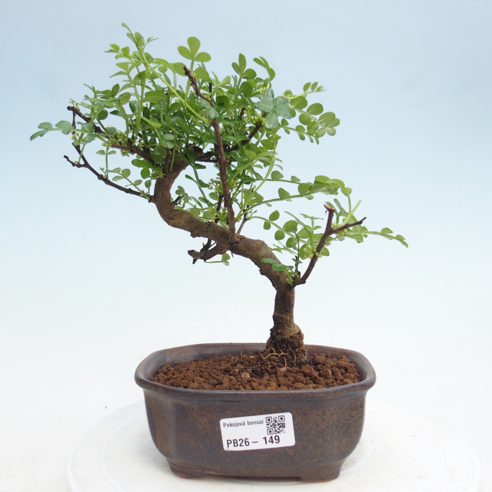 Room bonsai - Zantoxylum piperitum - pepper tree