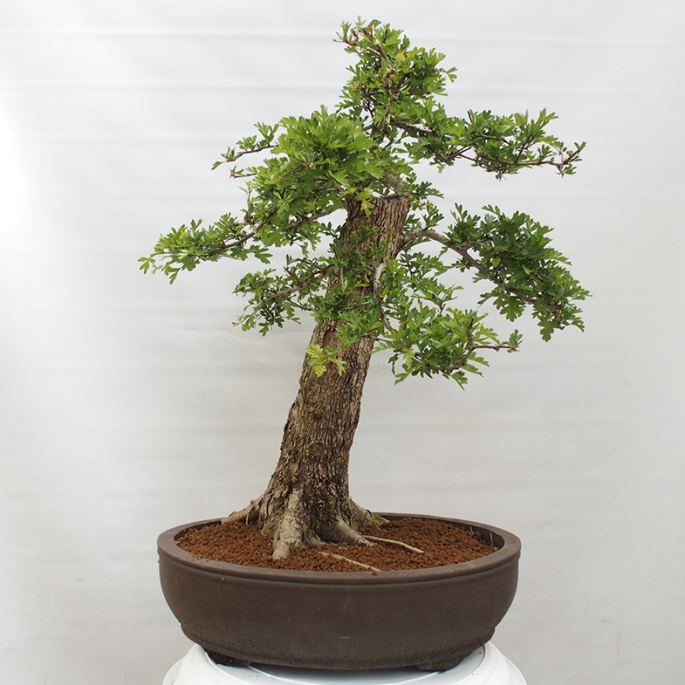Outdoor bonsai - Hawthorn - Crataegus monogyna