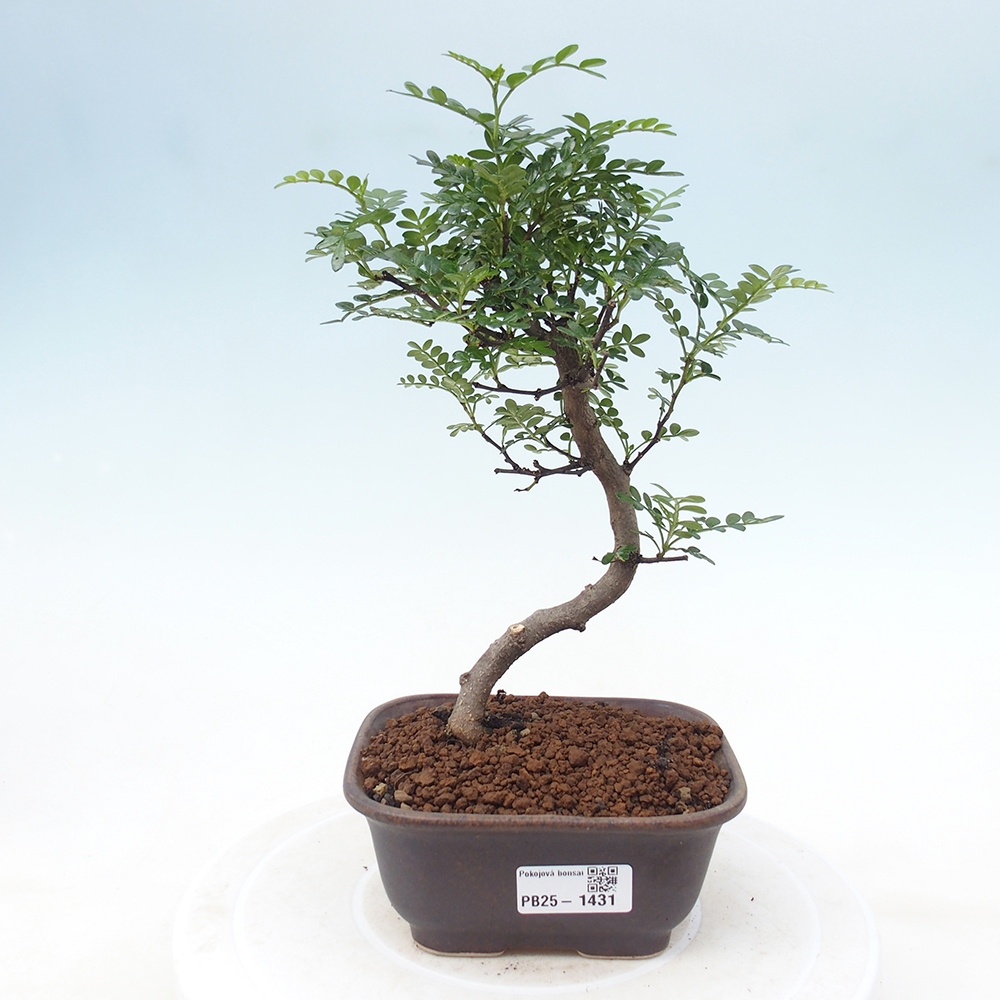 Indoor bonsai - Zantoxylum piperitum - Peppermint