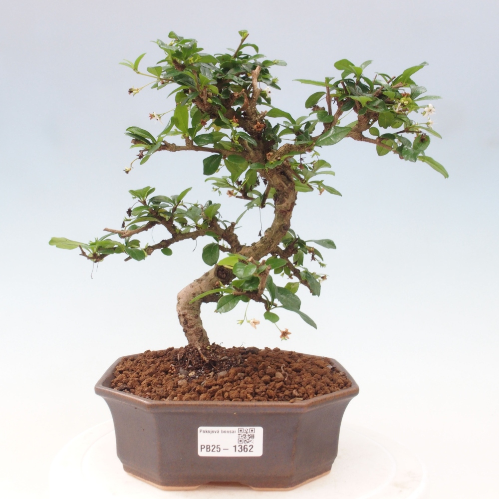 Room bonsai - Carmona macrophylla - Tea fuki