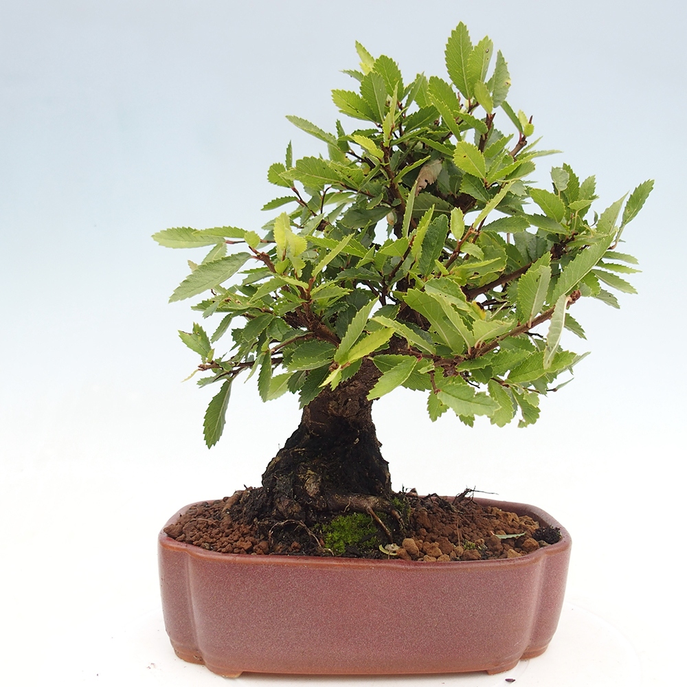 Outdoor bonsai - Zelkova - Zelkova serrata
