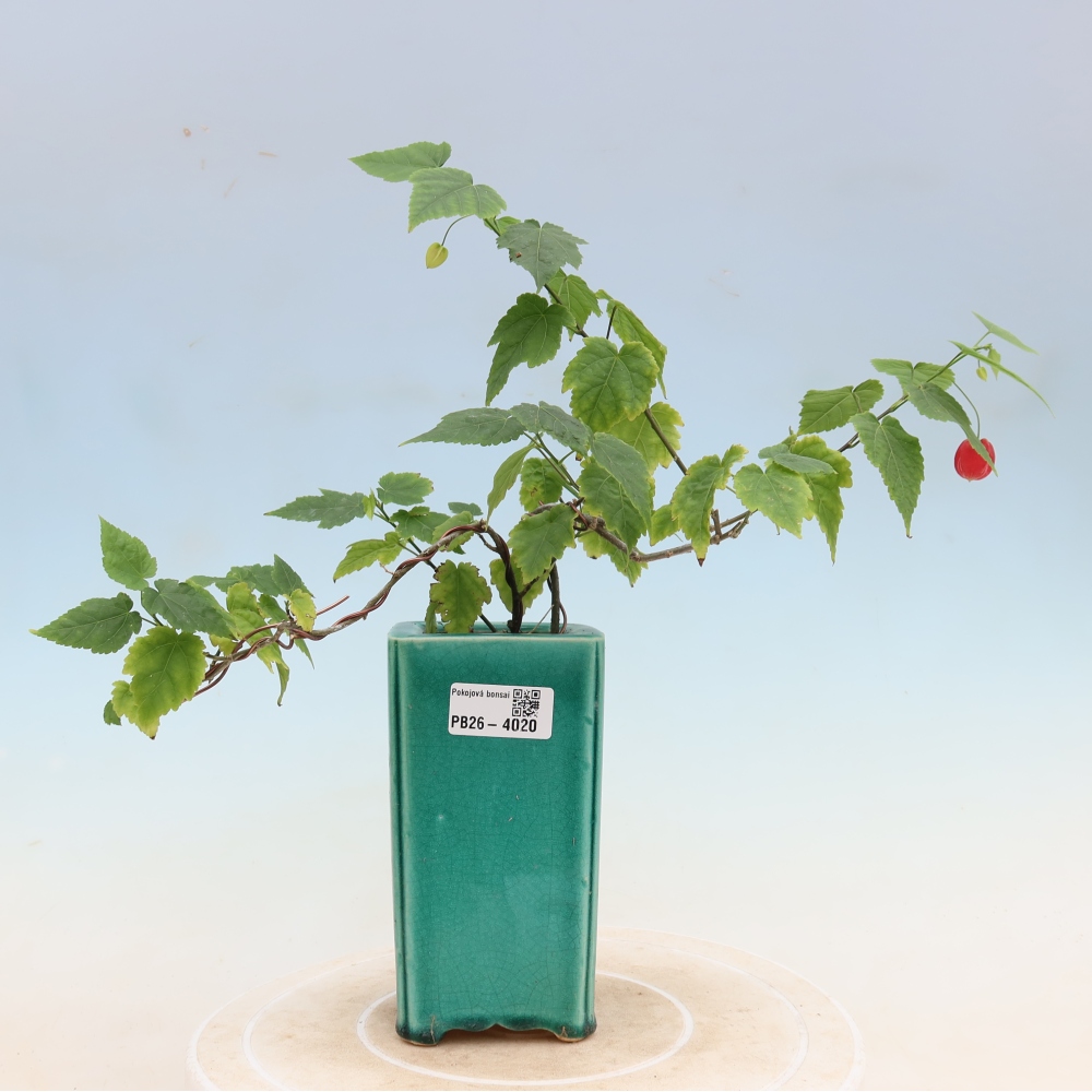 Indoor bonsai - Abutilon Big Bell - Cloudberry