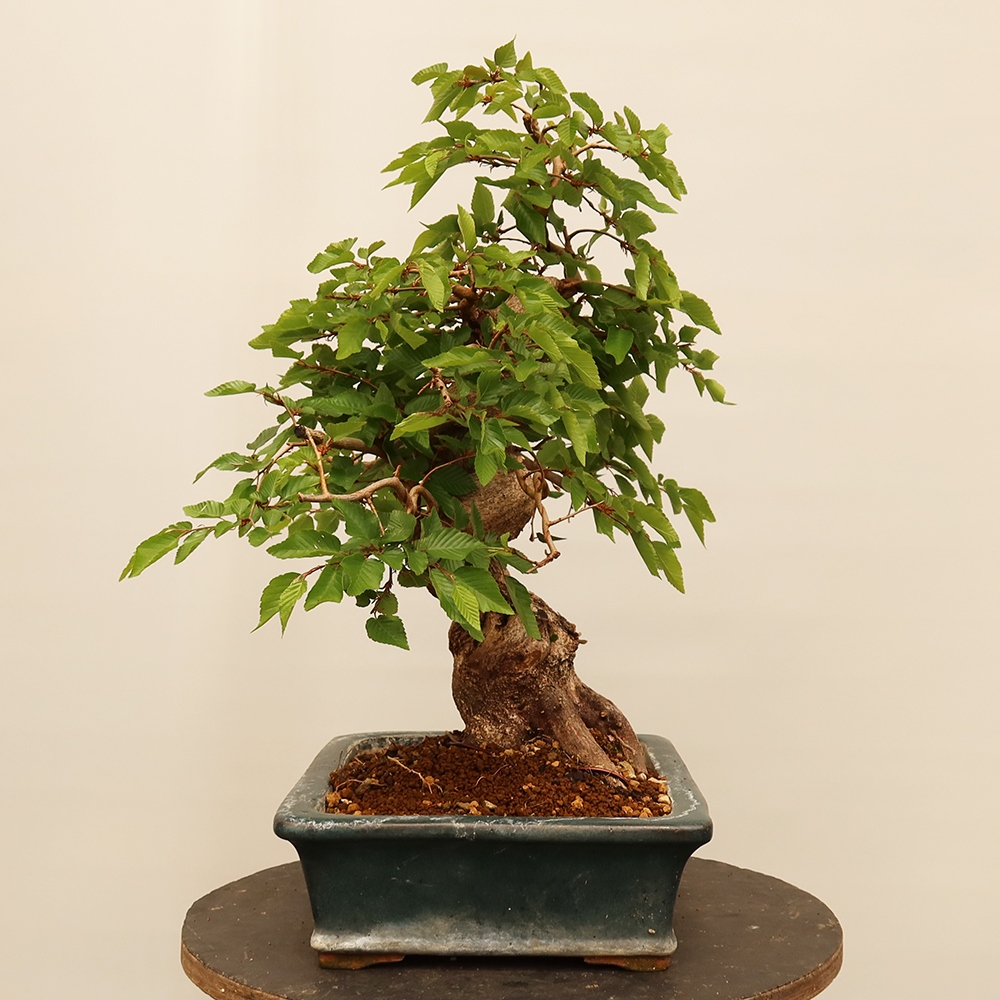 Outdoor bonsai - Carpinus Coreana - Korean hornbeam
