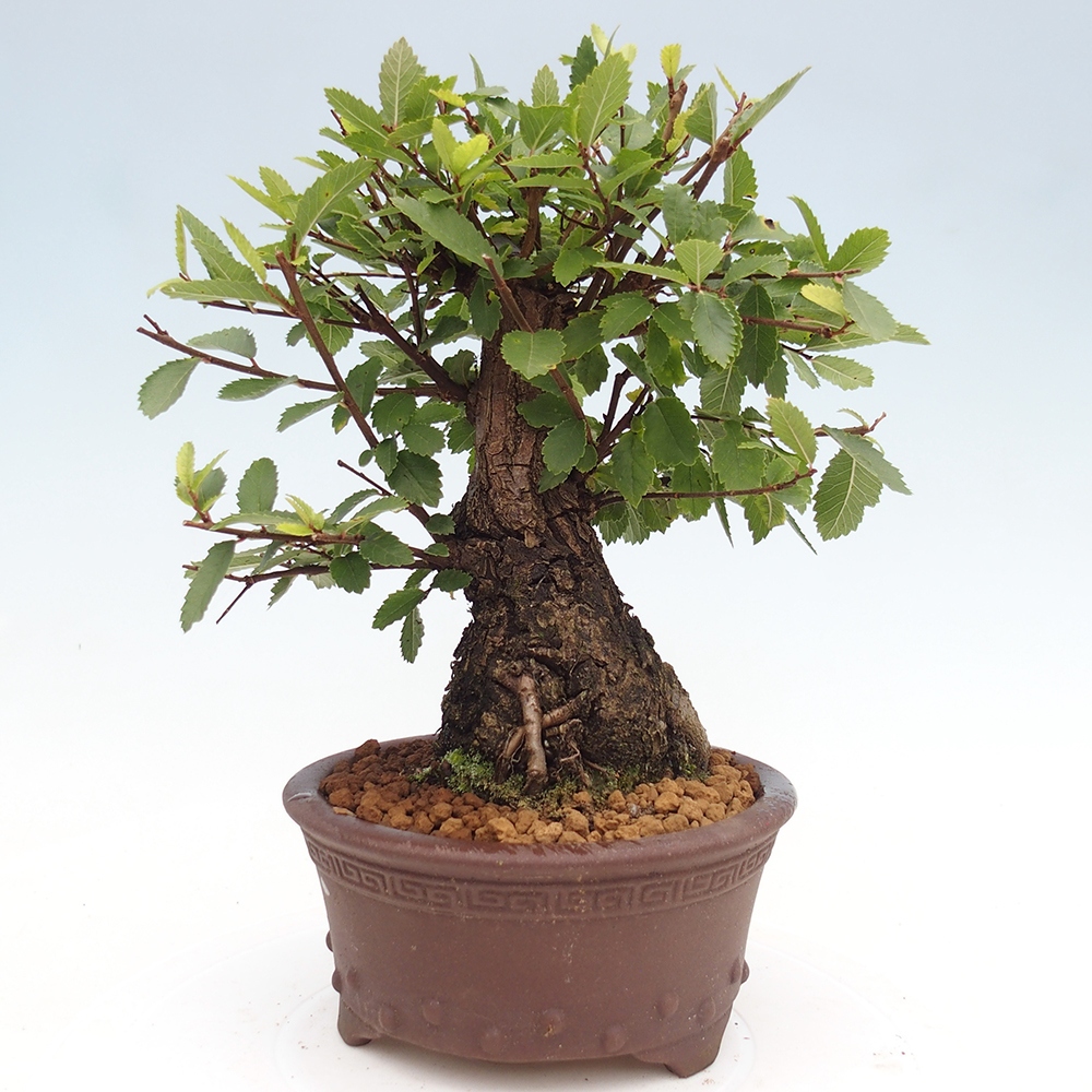 Outdoor bonsai - Zelkova - Zelkova NIRE
