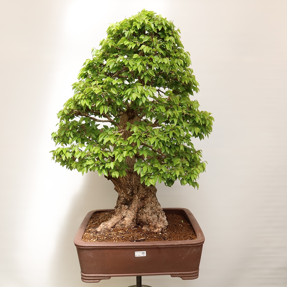 Outdoor bonsai - Carpinus Coreana - Korean hornbeam