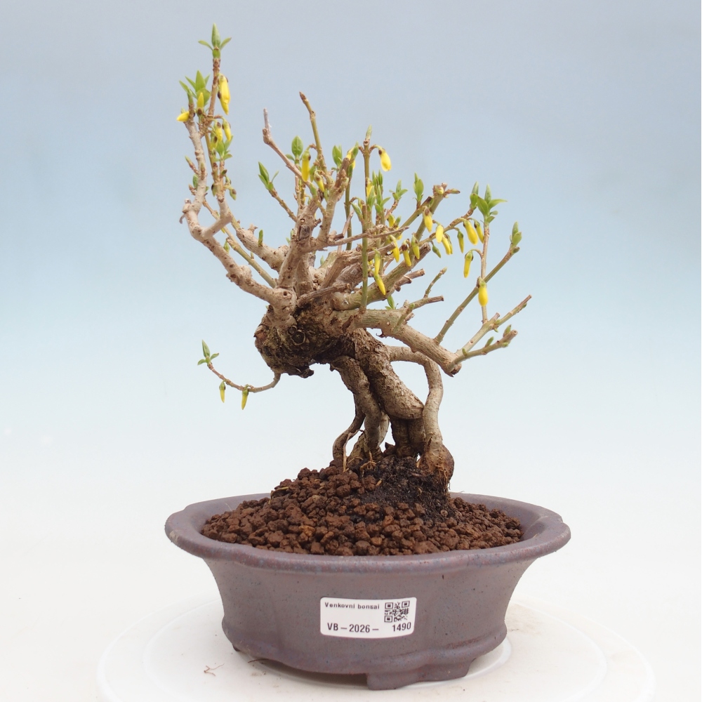 Outdoor bonsai - Zlatice - Forsythia koreana