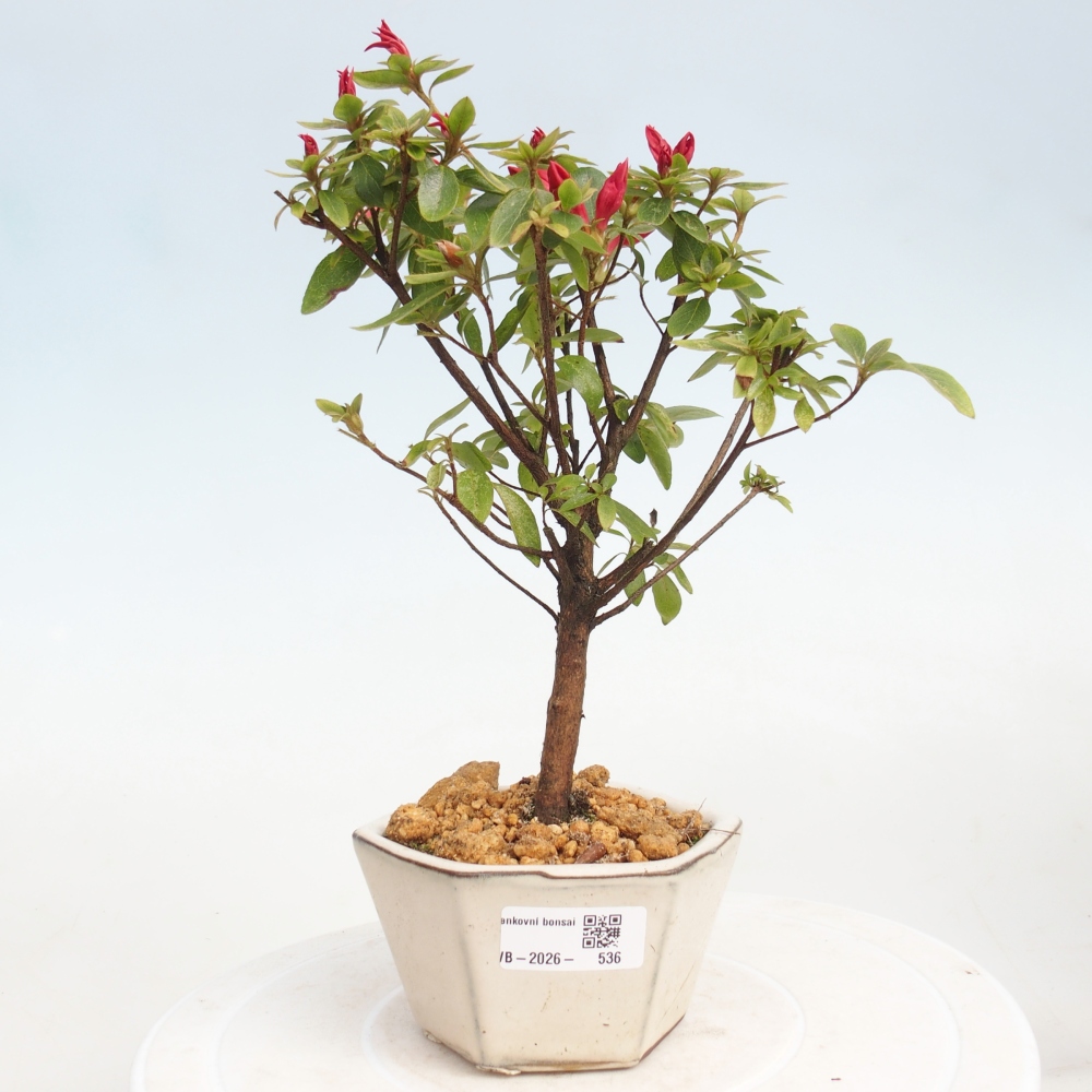 Outdoor bonsai - Japanese azalea - Azalea sp.
