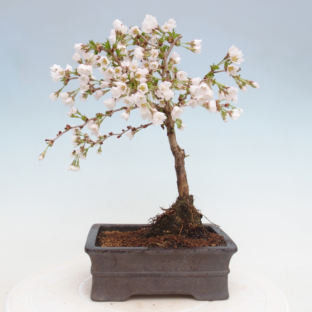 Outdoor bonsai - Prunus incisa Kojou-no mai-Plivon cut out