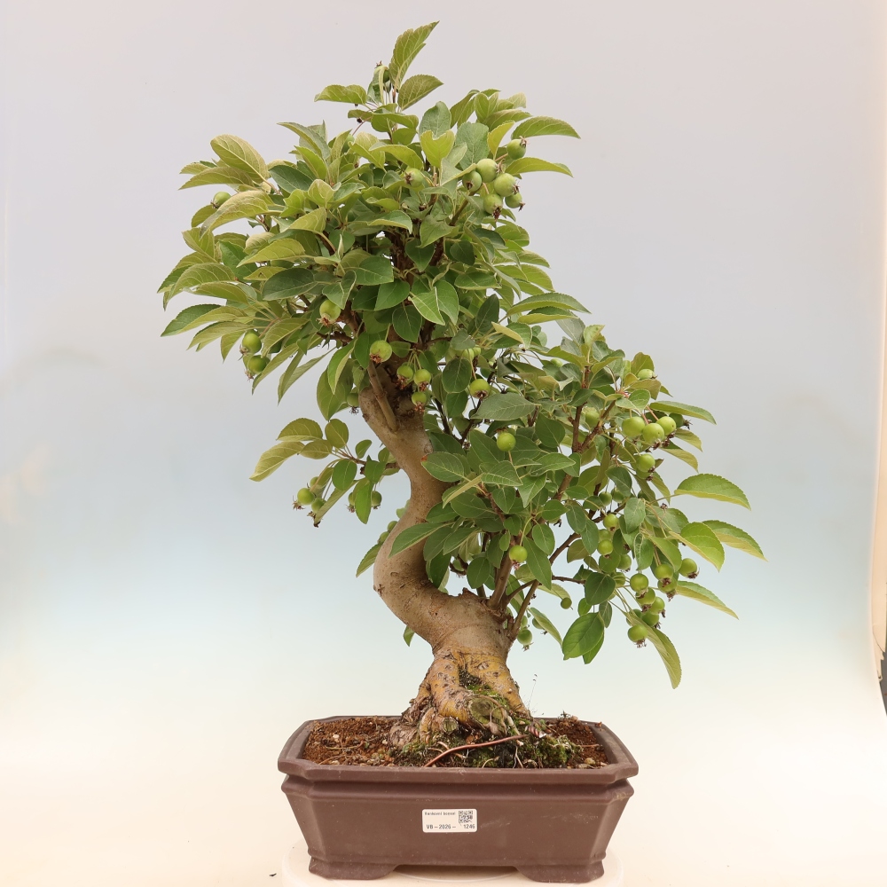 Outdoor bonsai -Malus halliana - Small-fruited apple tree