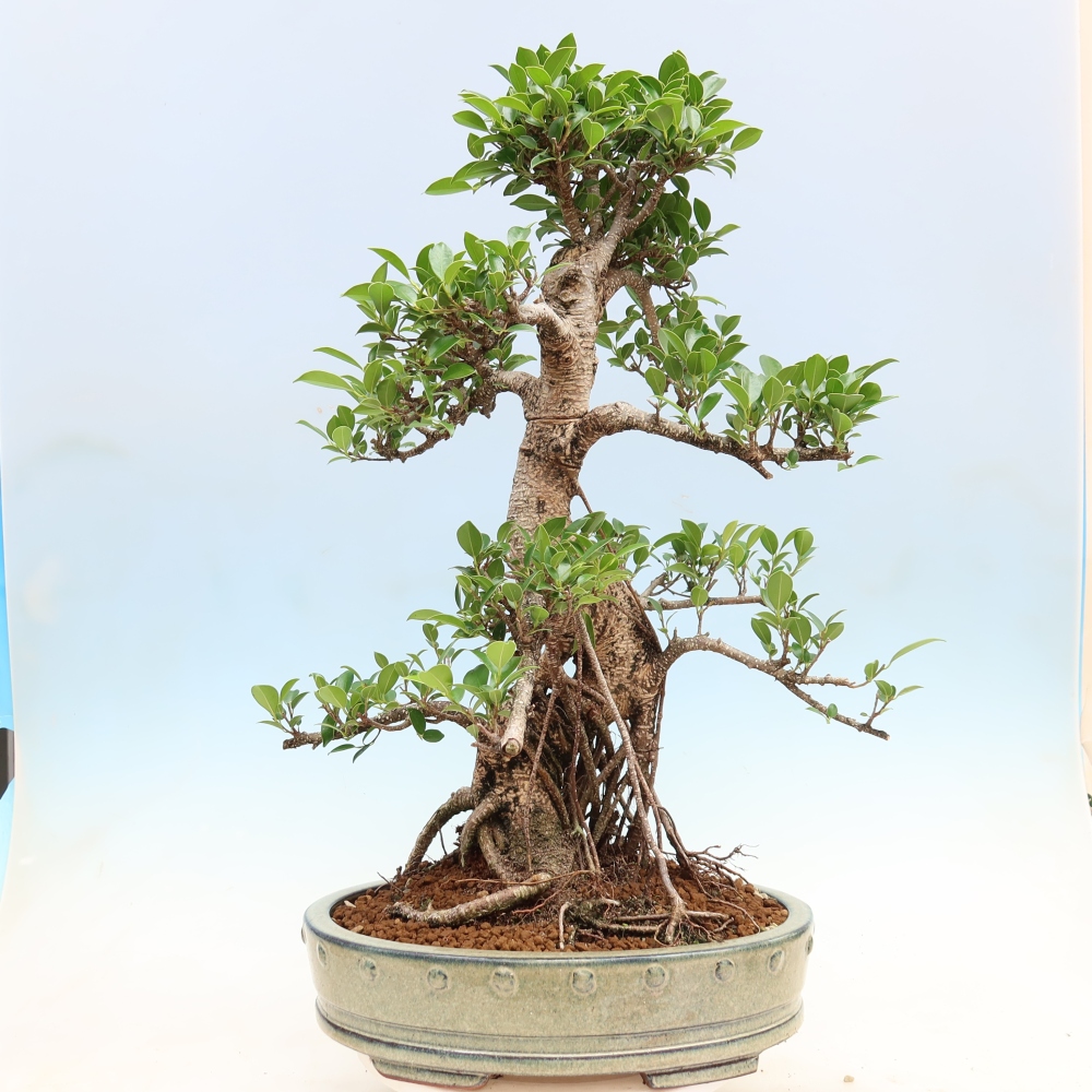 Room bonsai - Ficus kimmen - small-leaved ficus