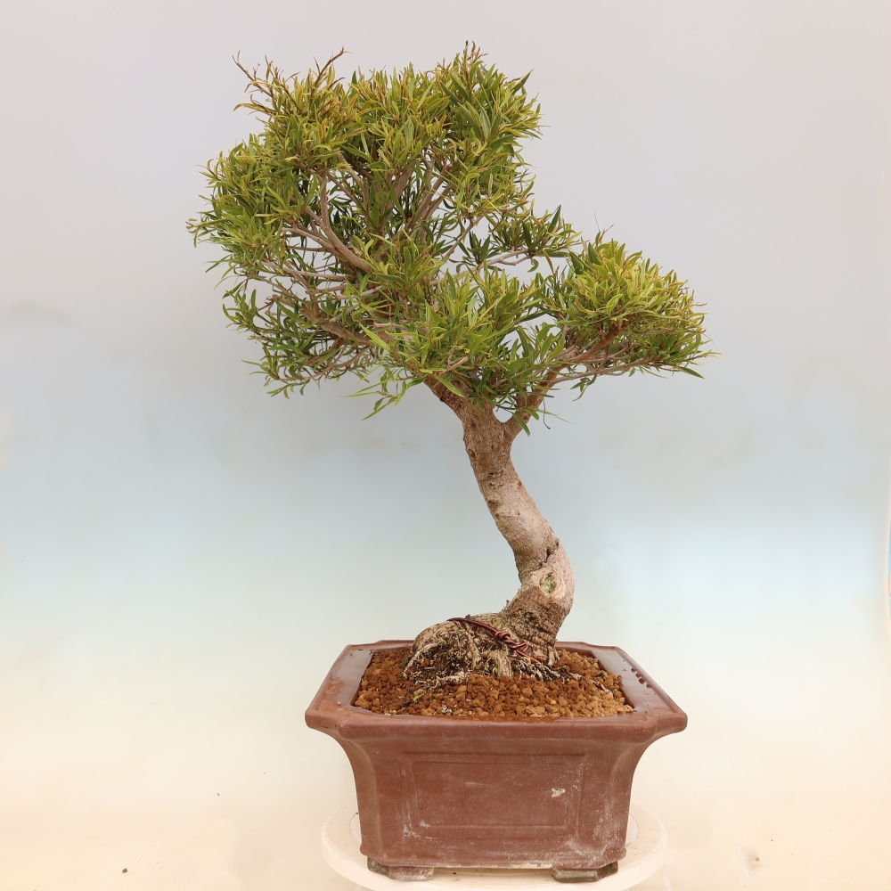Room bonsai - Ficus nerifolia - small-leaved ficus
