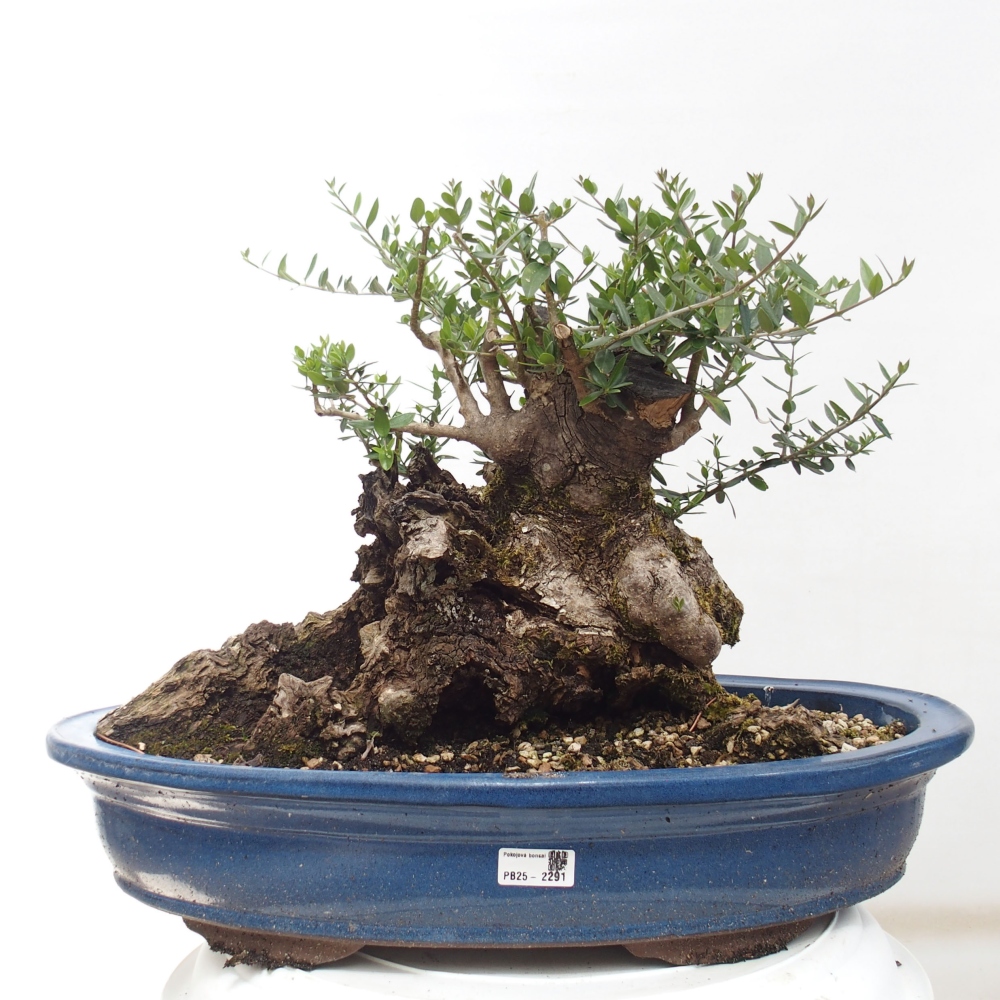 Indoor bonsai - Olea europaea sylvestris - European small-leaved olive oil