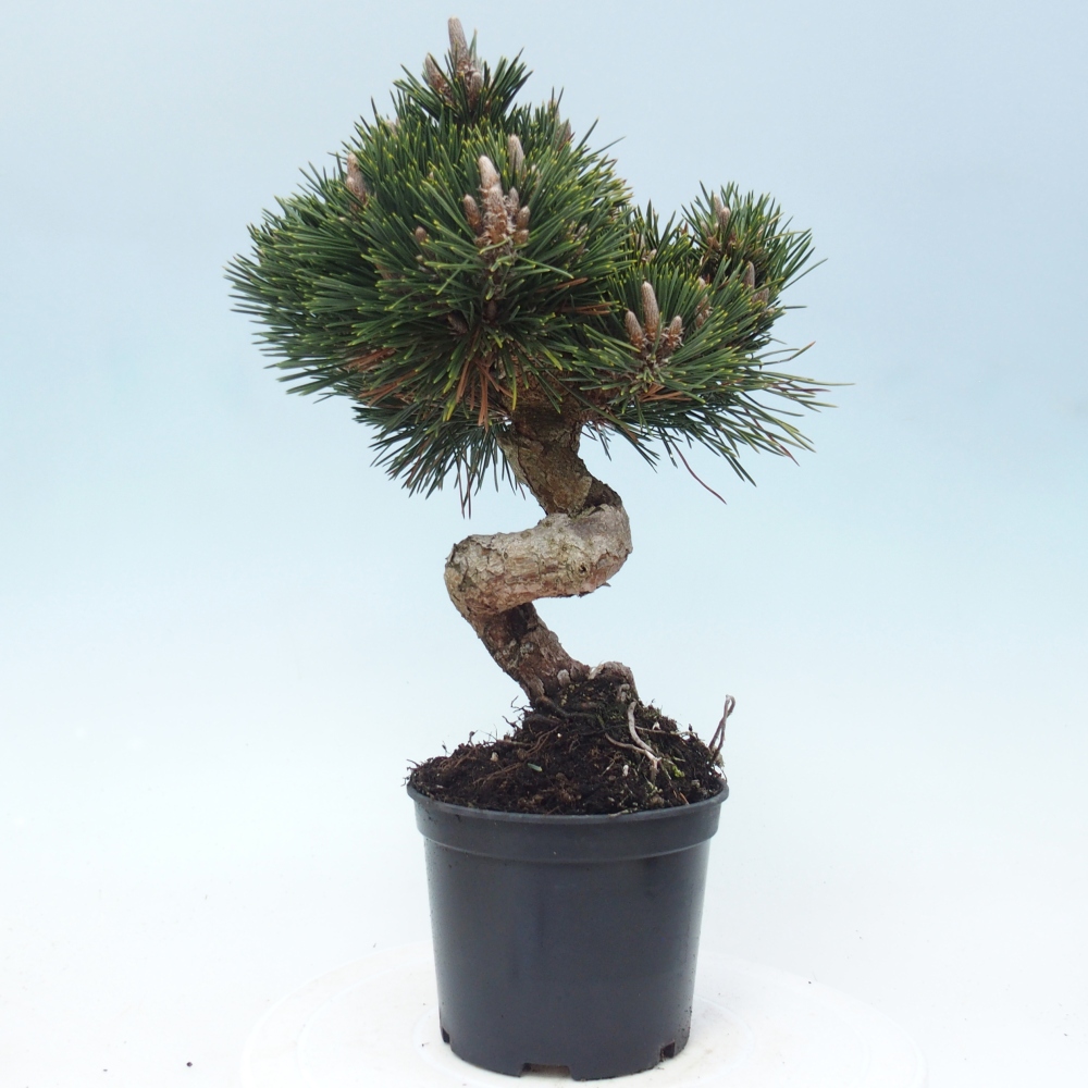 Outdoor bonsai - Pinus thunbergii senjyumaru - Thunberg pine