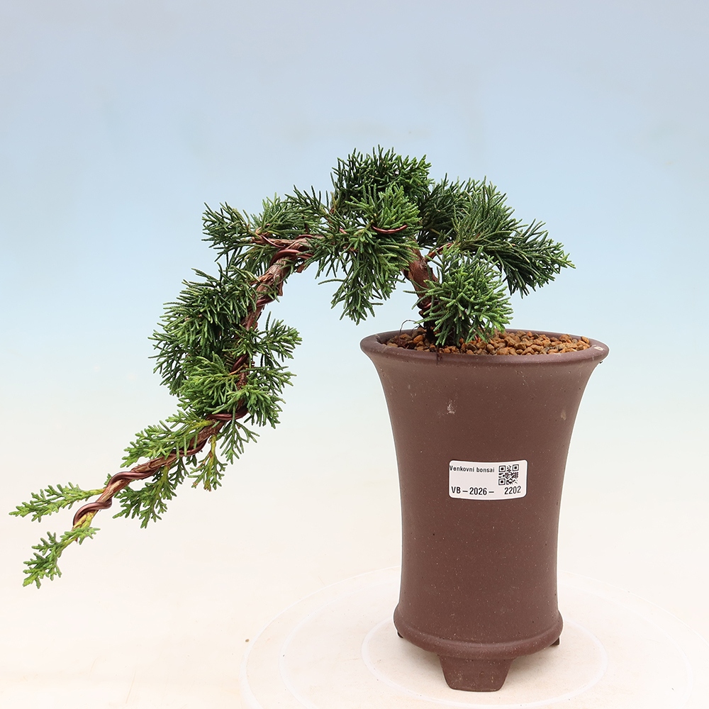 Outdoor bonsai - Juniperus chinensis Kishu