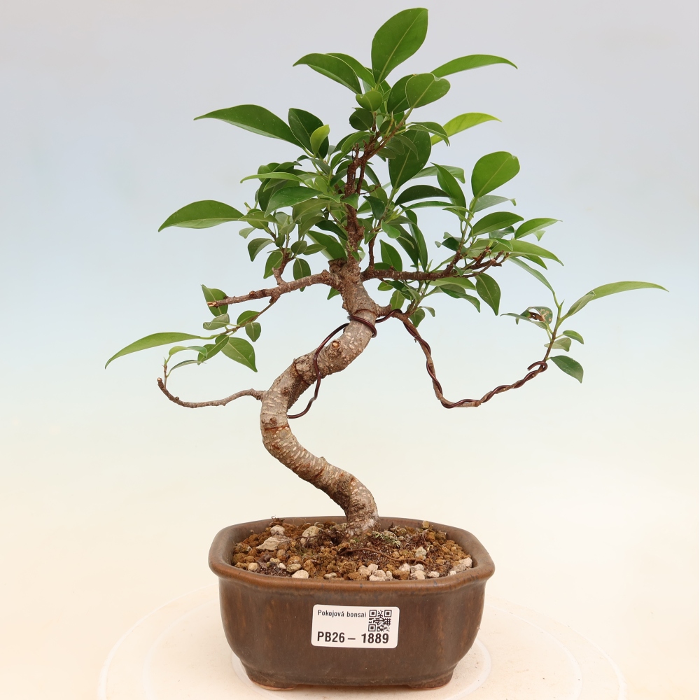 Room bonsai - Ficus retusa - small-leaved ficus