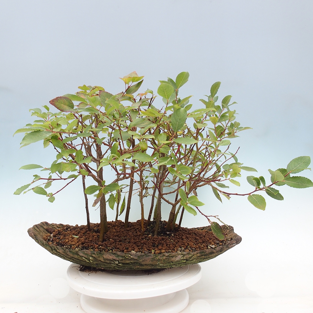 Outdoor bonsai - Salix - Willow