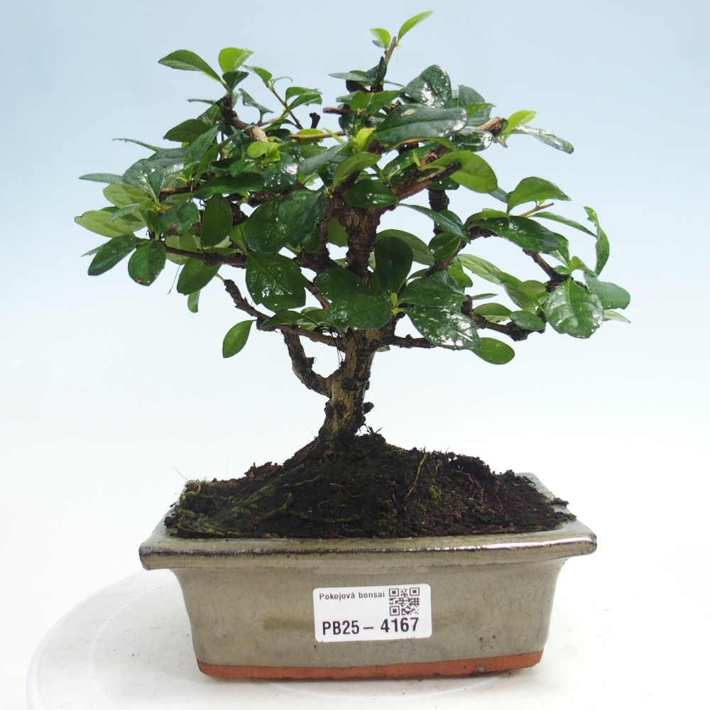 Room bonsai - Carmona macrophylla - Tea fuki