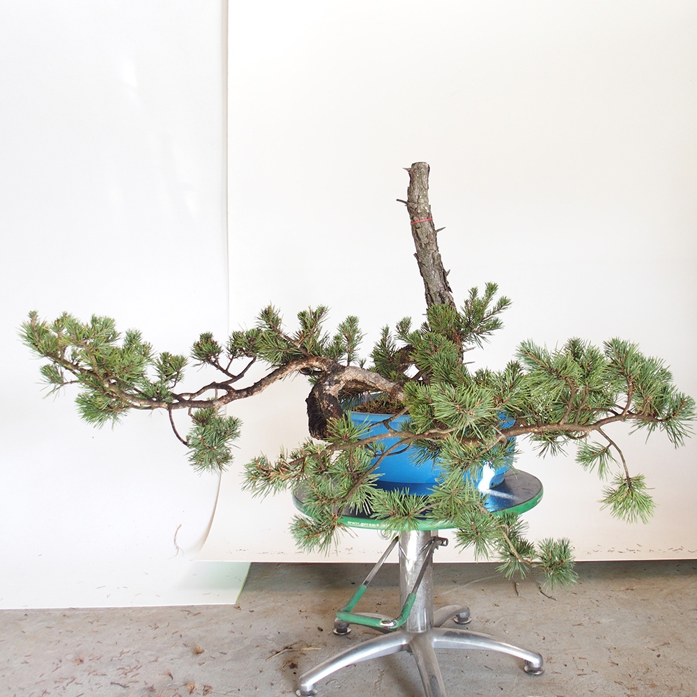 Yamadori - Pinus sylvestris Spain