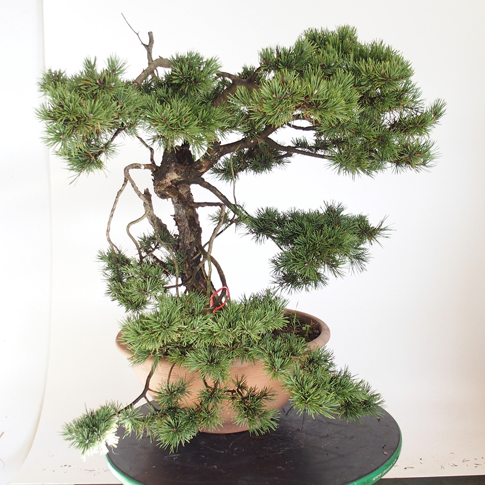 Yamadori - Pinus sylvestris Spain