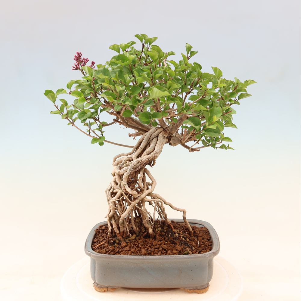 Outdoor bonsai - Syringa microphylla - small-flowered lilac