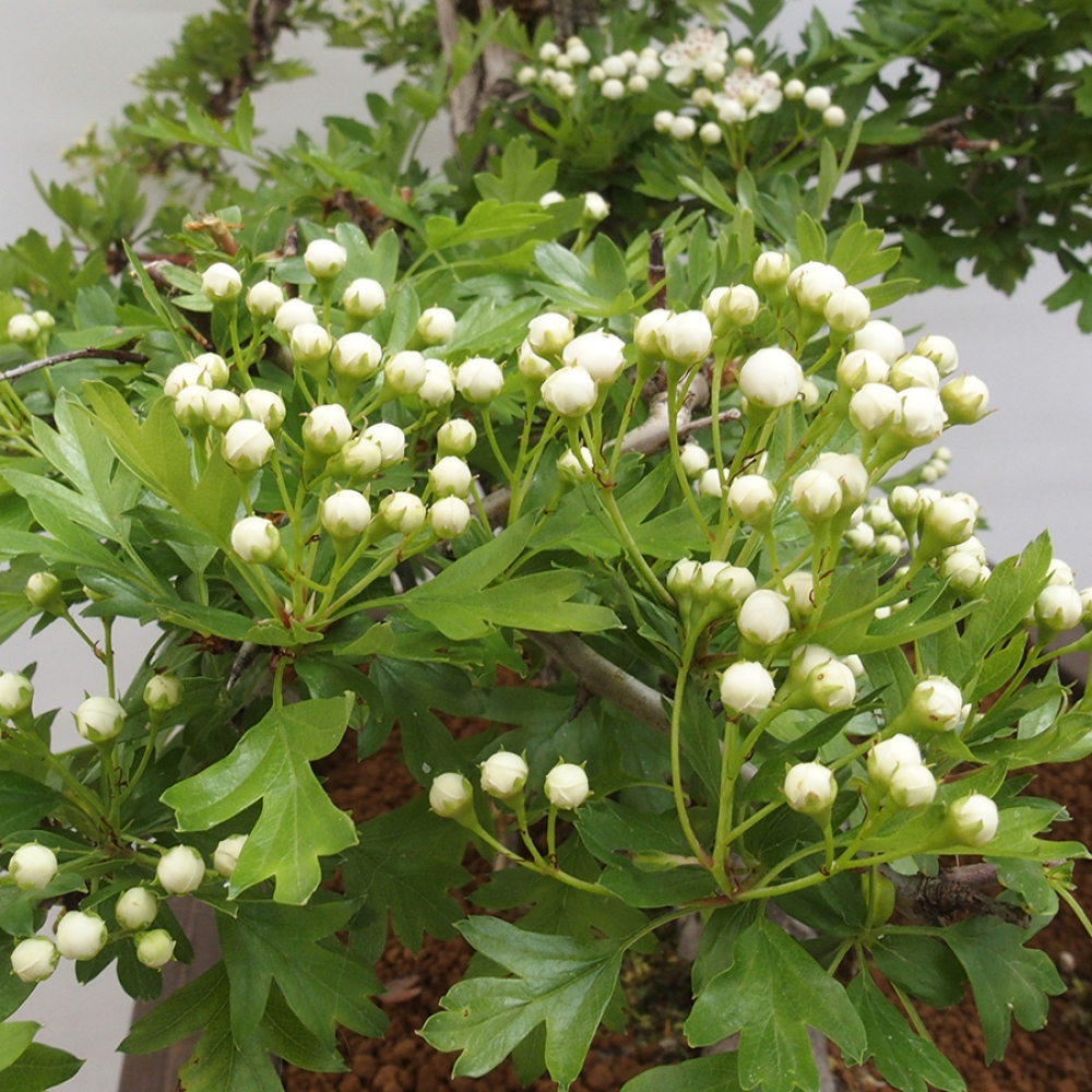 Outdoor bonsai - Hawthorn - Crataegus monogyna