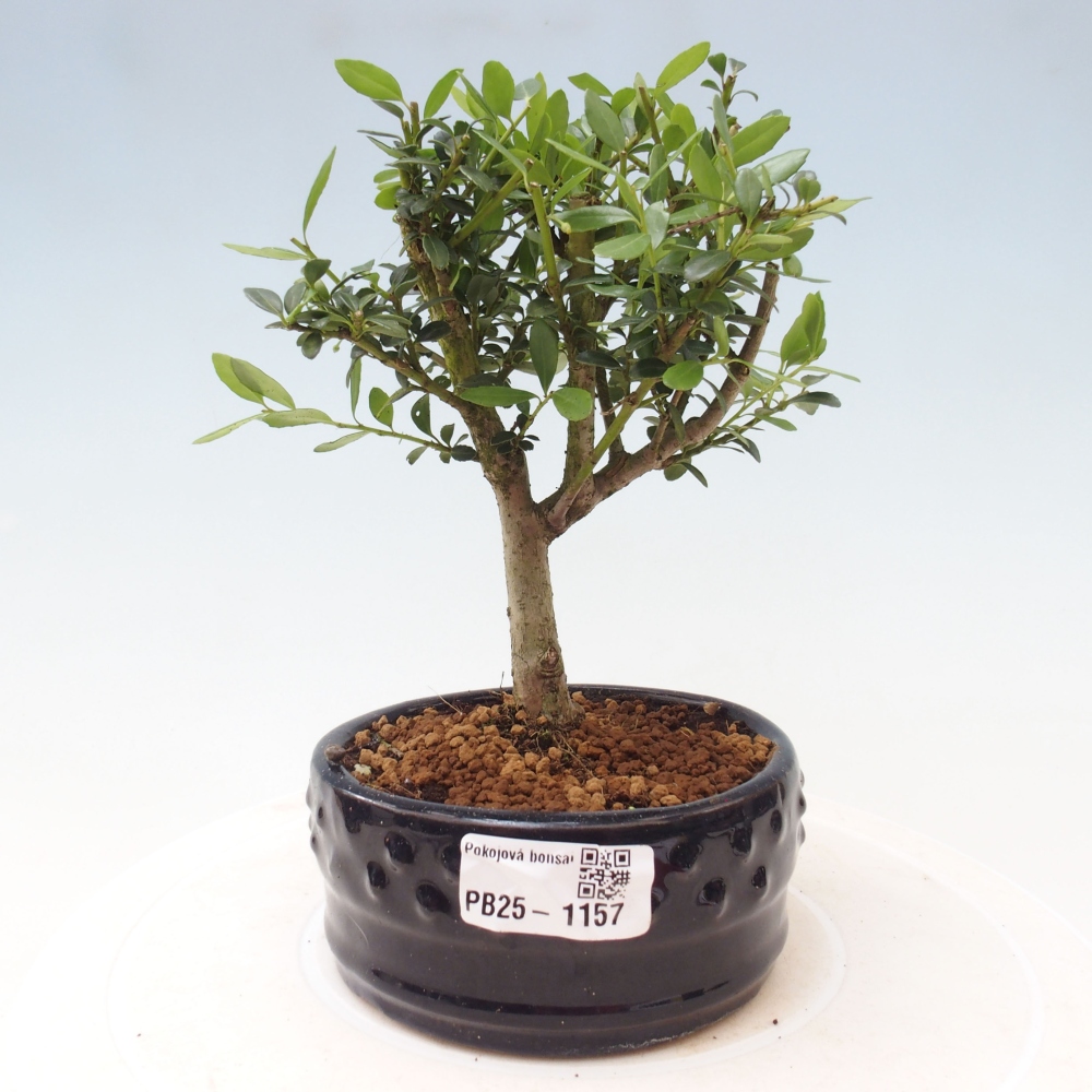 Indoor bonsai - Ilex crenata - Holly