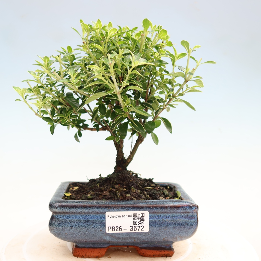Indoor Bonsai - Serissa foetida Variegata - Tree of a Thousand Stars