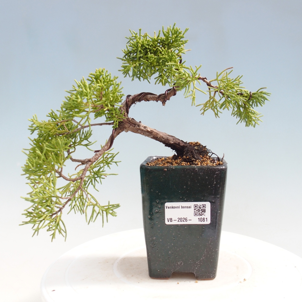 Outdoor bonsai - Juniperus chinensis Kishu