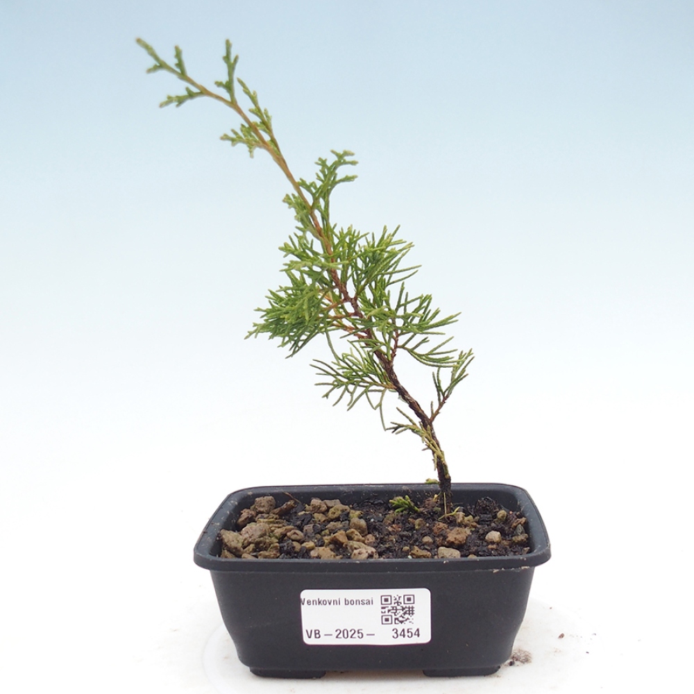 Outdoor bonsai - Juniperus chinensis Itoigawa