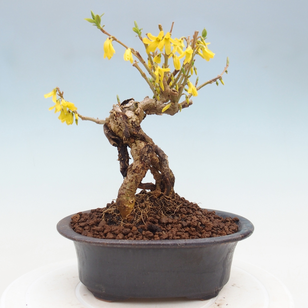 Outdoor bonsai - Zlatice - Forsythia koreana
