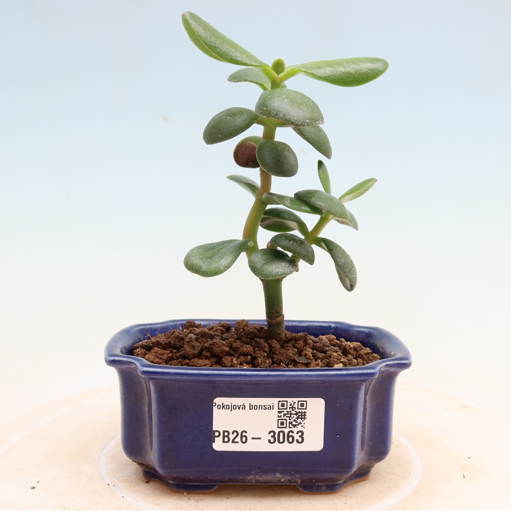 Indoor Bonsai - Jade Plant - Crassula ovata