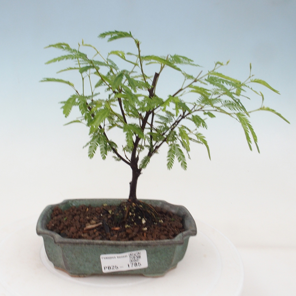 Room bonsai-Calliandra surinamensis Dixie Pink -Kaliandra of Suria