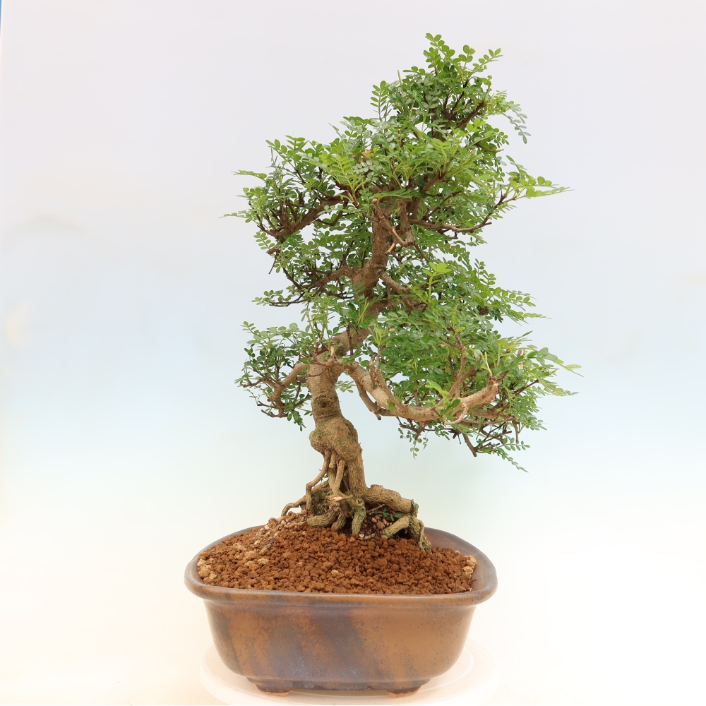 Room bonsai - Zantoxylum piperitum - pepper tree