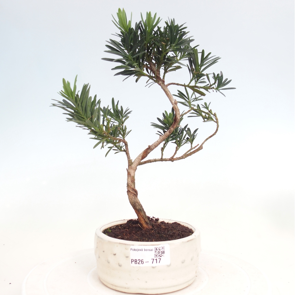 Room bonsai - Podocarpus - Stone Yew