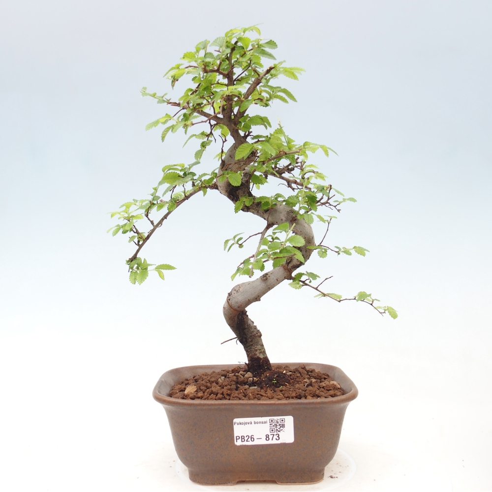 Room bonsai - Ulmus parvifolia - Small-leaved elm