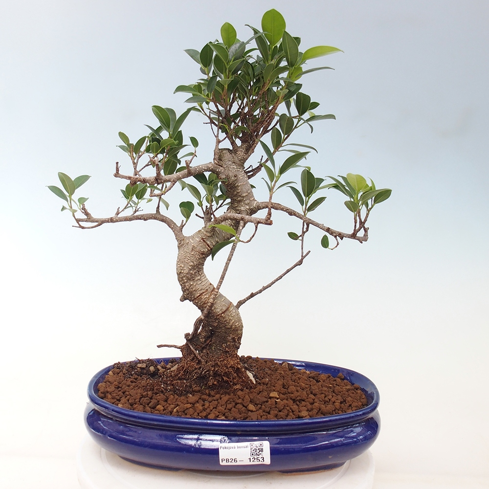 Indoor bonsai - Ficus kimmen - small-leaved ficus