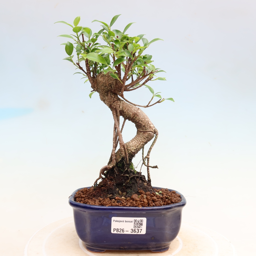 Room bonsai - Ficus kimmen - small-leaved ficus