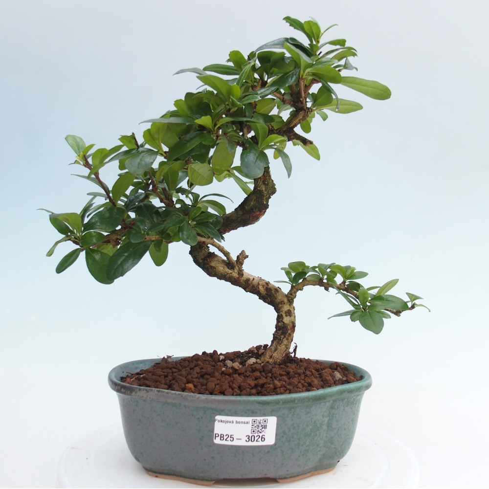 Room bonsai - Carmona macrophylla - Tea fuki