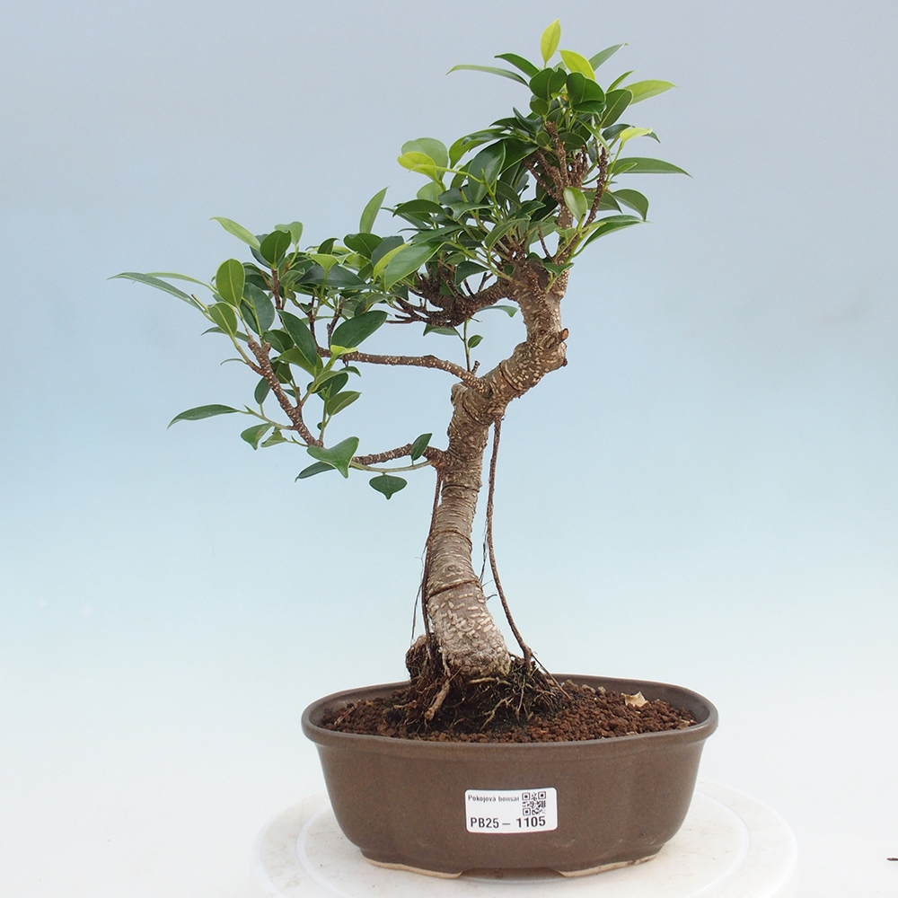 Indoor bonsai - Ficus retusa - small ficus