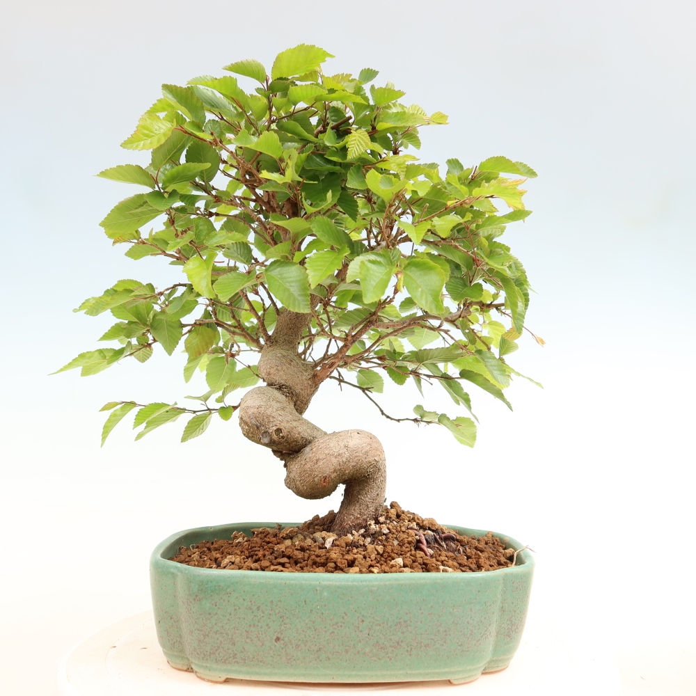 Outdoor bonsai -Carpinus coreana - Korean Hornbeam