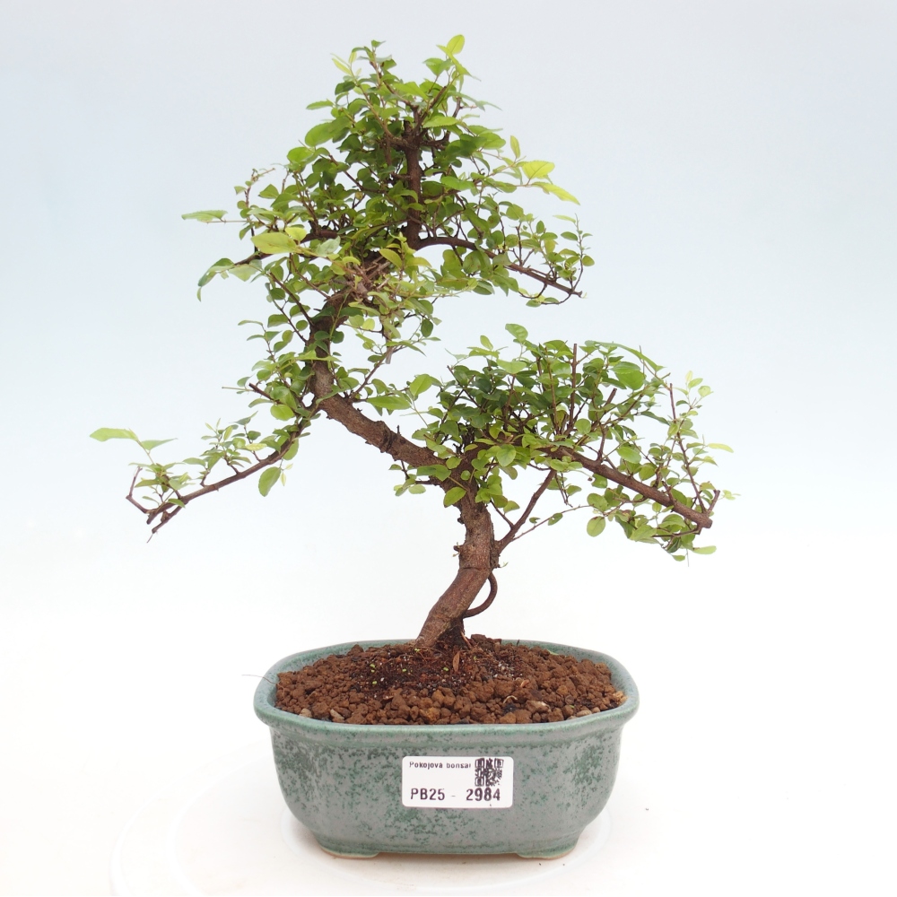 Indoor bonsai - Sagerécie thea - Sagerécie thea
