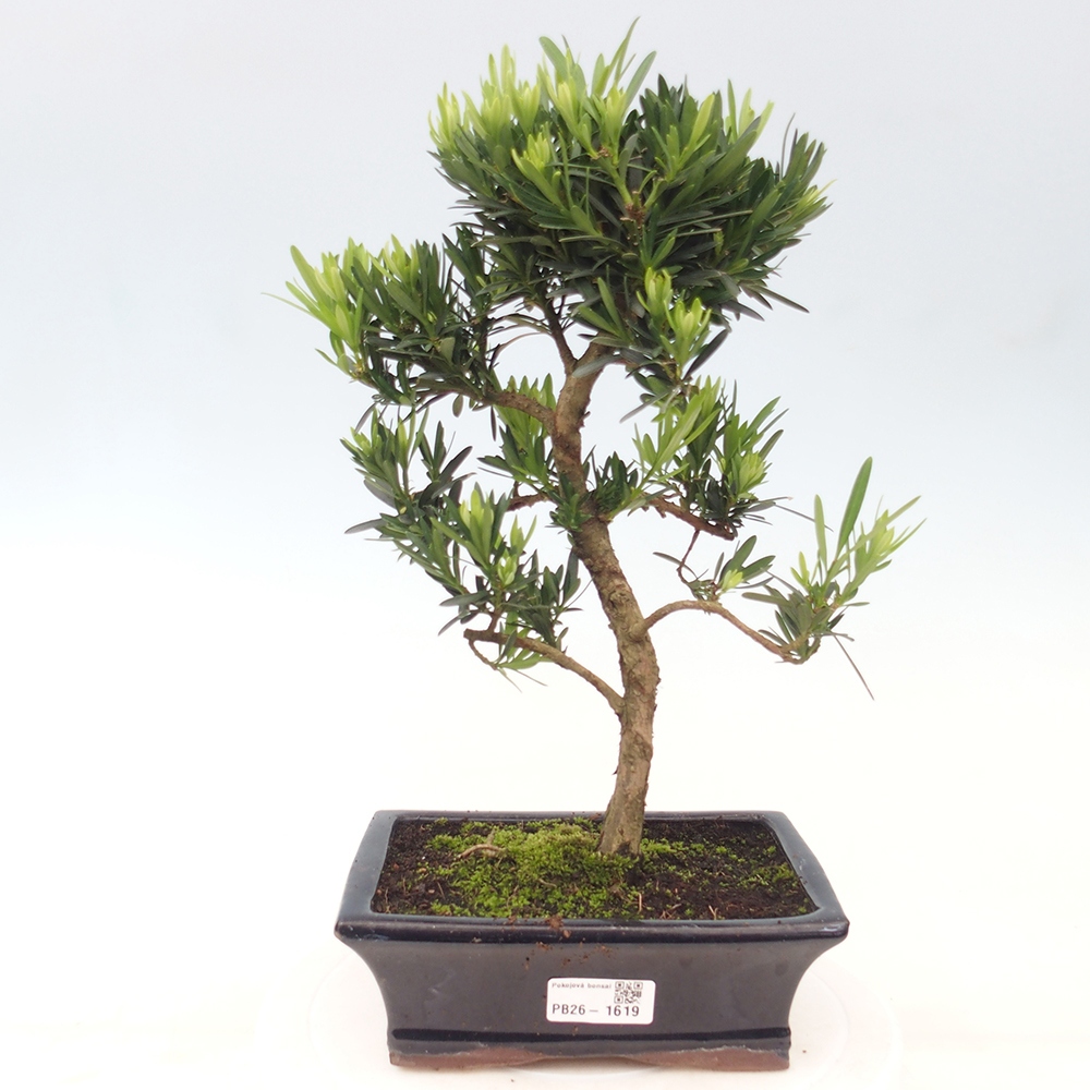Room bonsai - Podocarpus - Stone Yew