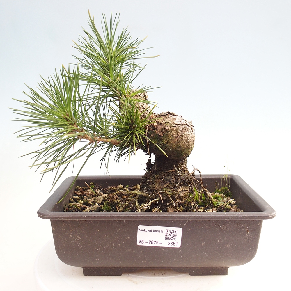 Outdoor bonsai - Pinus thunbergii - Thunberg pine