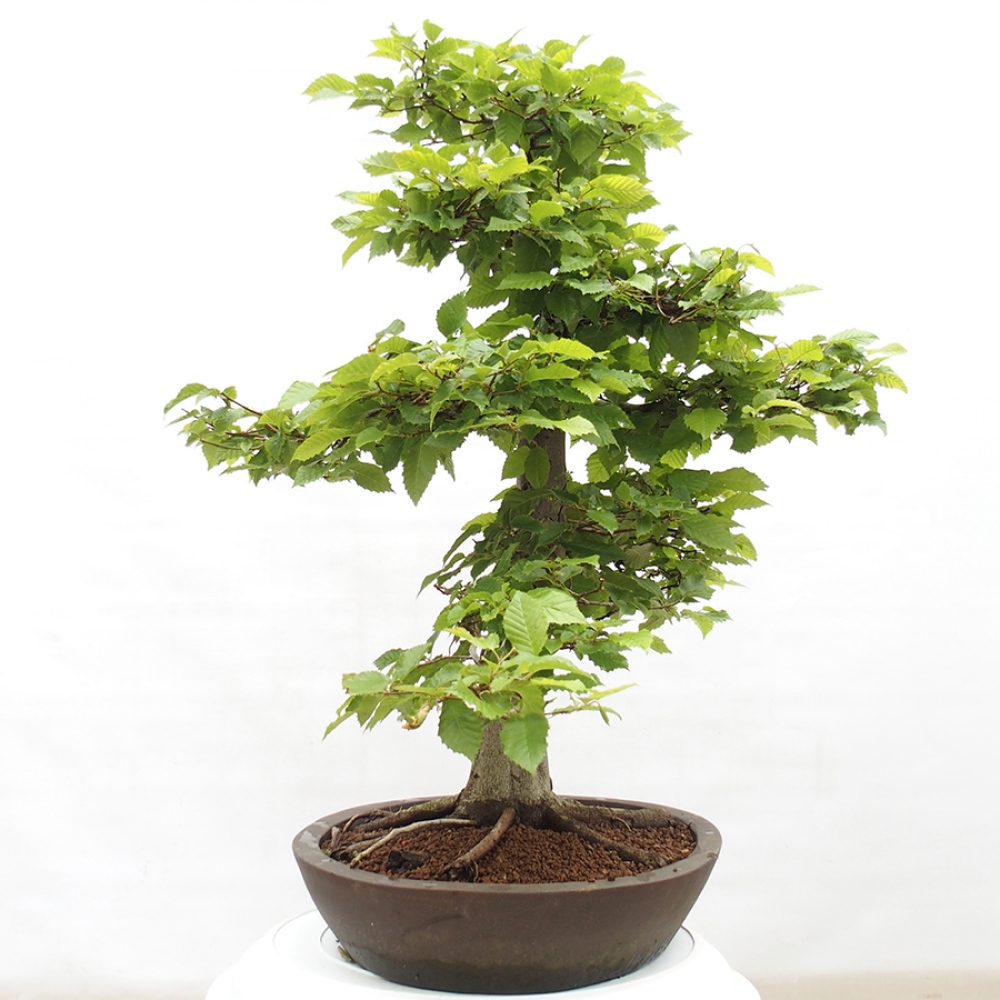Outdoor bonsai - Hornbeam - Carpinus betulus