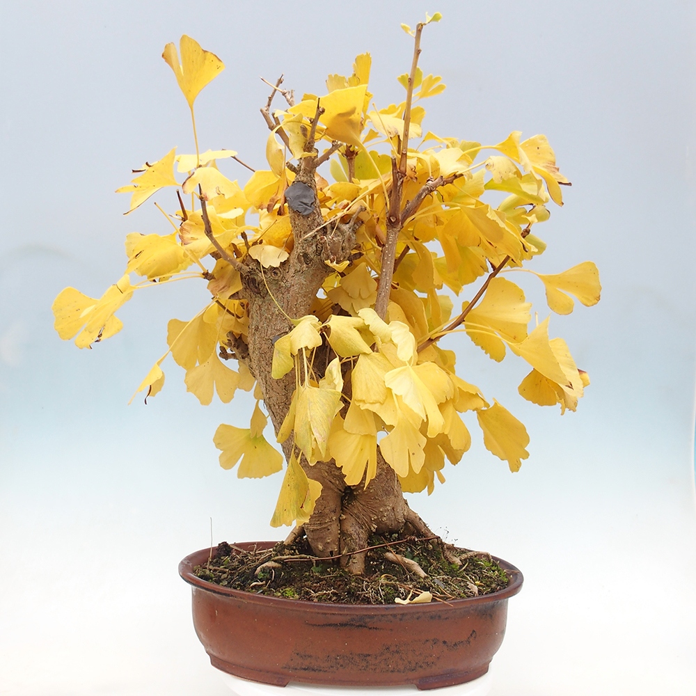 Outdoor bonsai - Jinan biloba - Ginkgo biloba