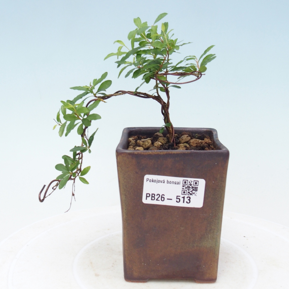 Room bonsai-PUNICA granatum nana-Granate apple